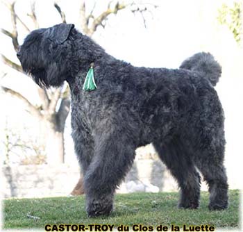 bouvier des flandres du clos de la luette - copyright d&eacute;pos&eacute;